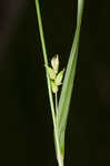 Eastern narrowleaf sedge